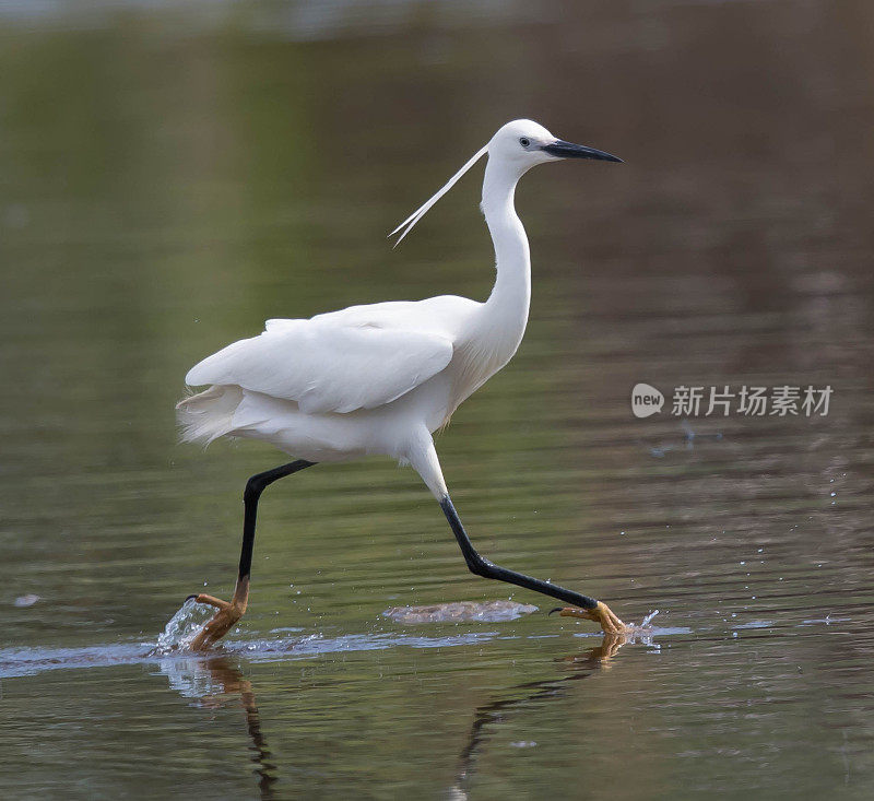 小白鹭