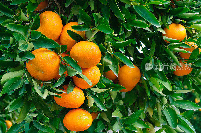 熟透的橘子挂在树上的特写