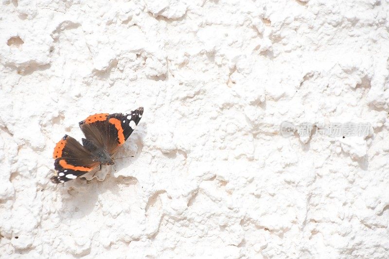白墙上的一只蝴蝶
