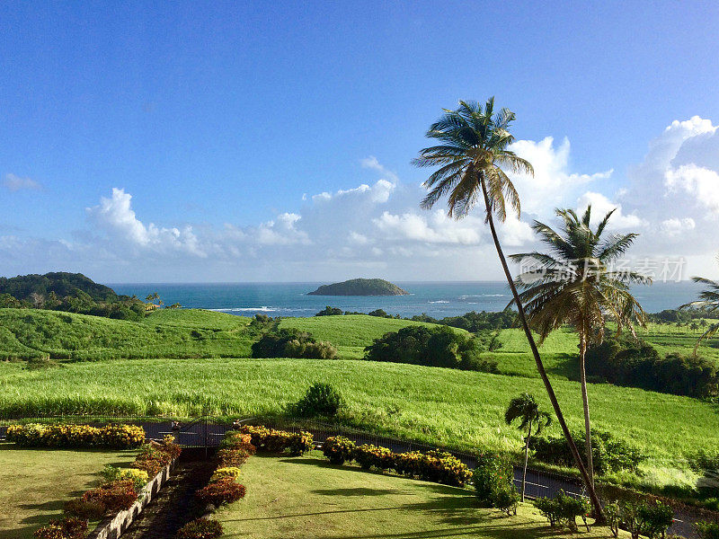 这是加勒比海马提尼克岛圣玛丽岛美丽的一天:碧绿的草坪，椰子树，阳光，蓝天白云，背景是海洋