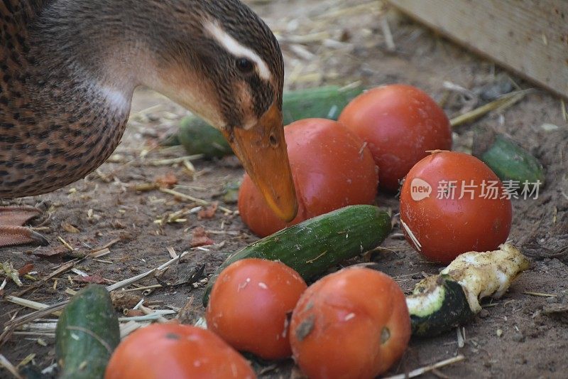 鸭子吃蔬菜