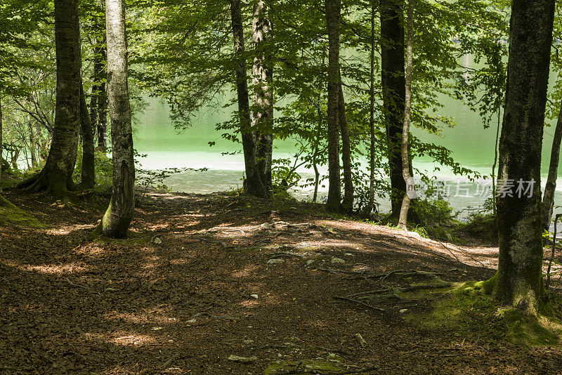 bohinj湖的落叶树林中的小路