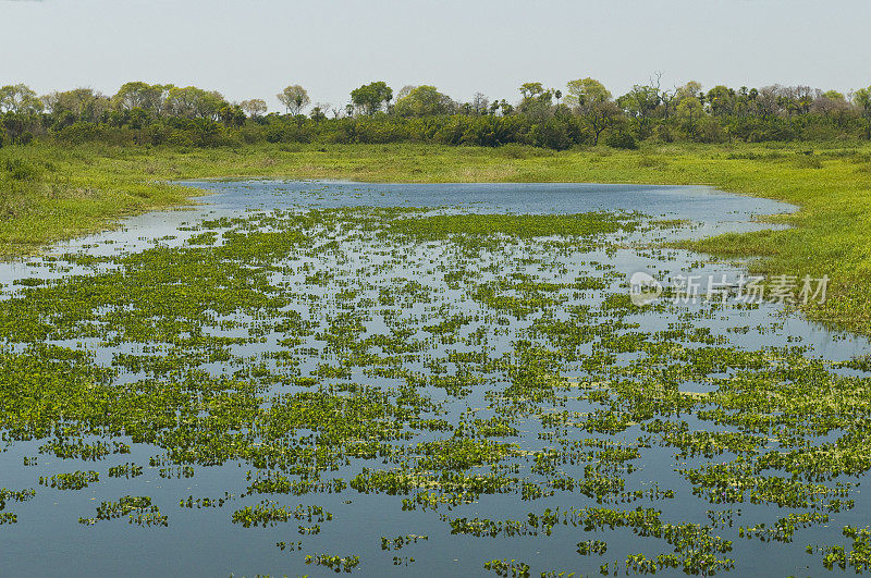 潘塔纳尔湿地-巴西