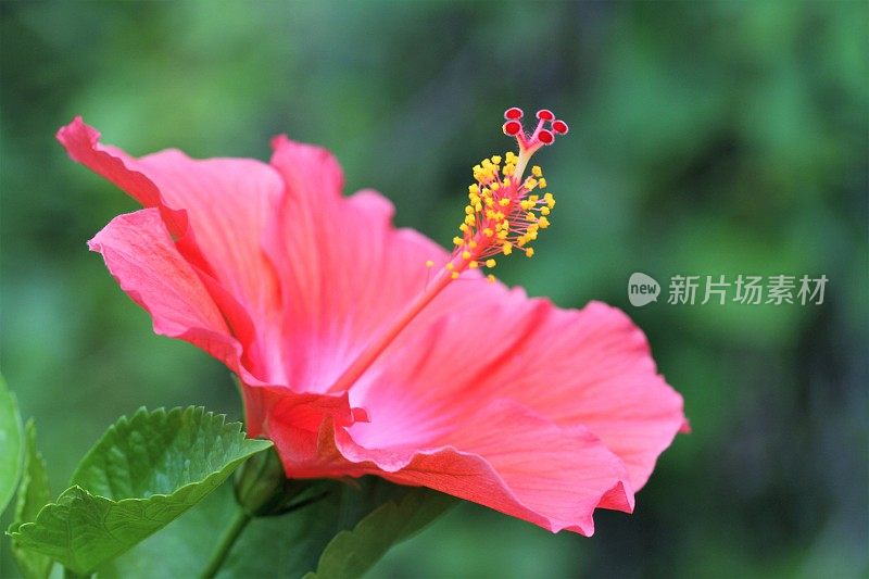 红色芙蓉花的特写图像