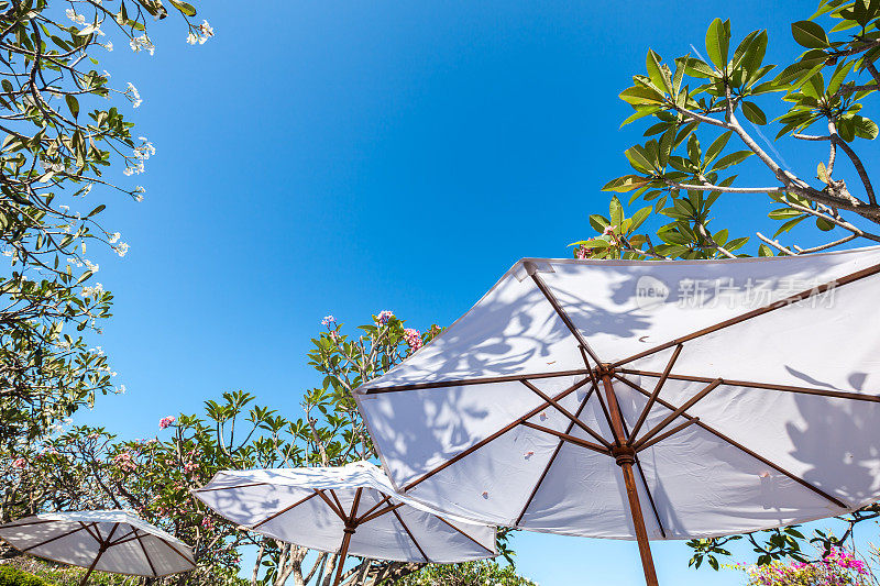 巴厘岛的白色太阳伞和鸡蛋花树