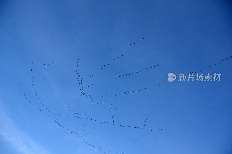 交通起重机鸟