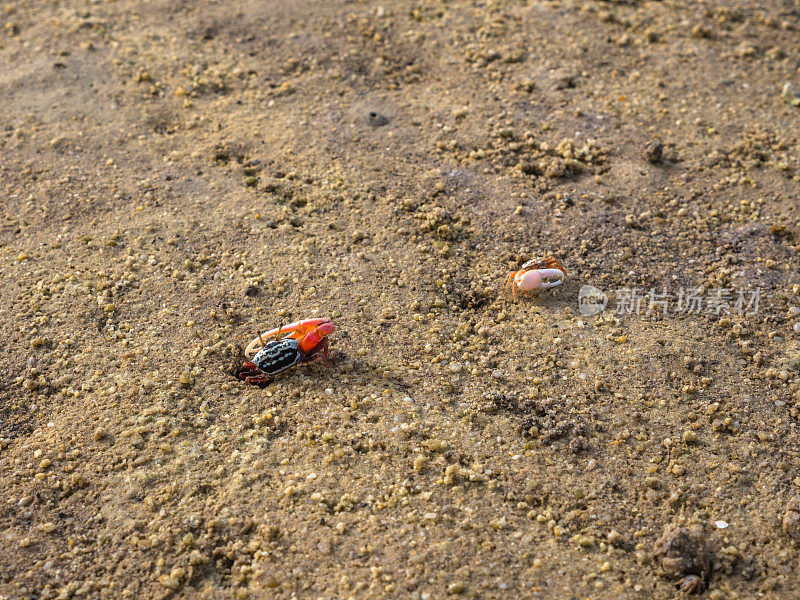 五颜六色的螃蟹生活在海滩上