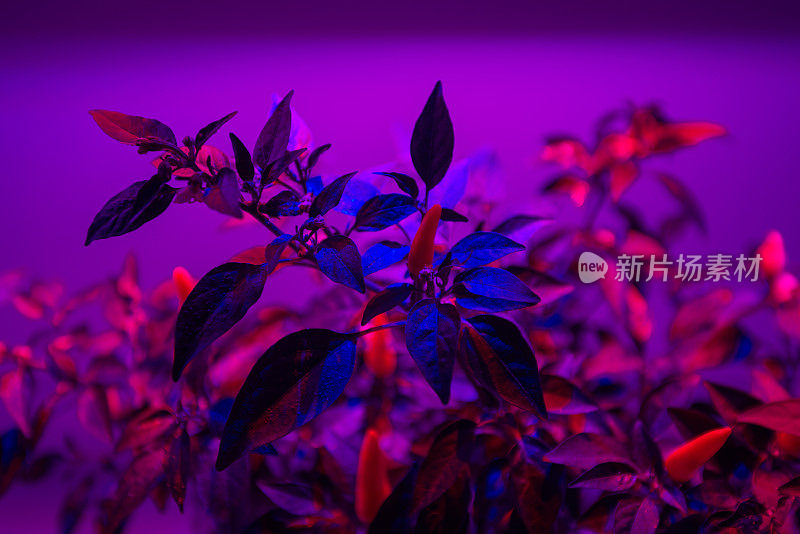 LED灯照明植物