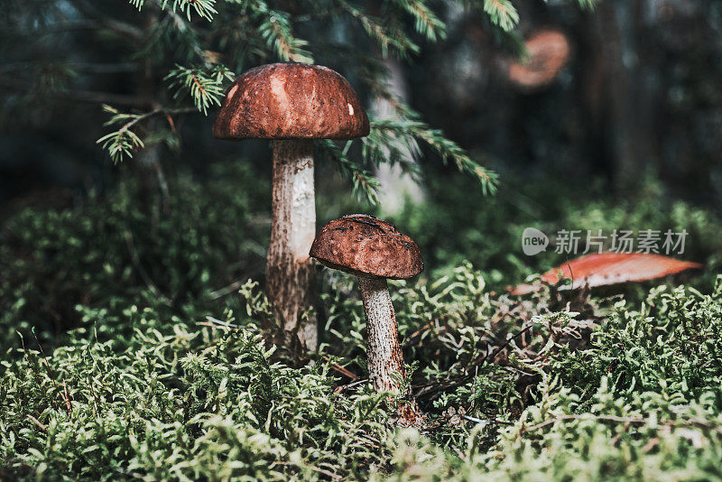 林间空地上枞树下的蘑菇