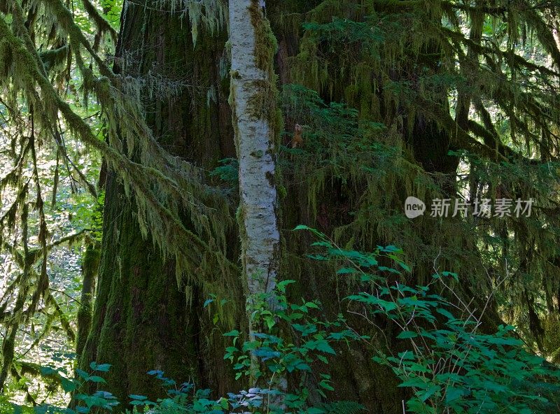 贝克山森林猛犸树