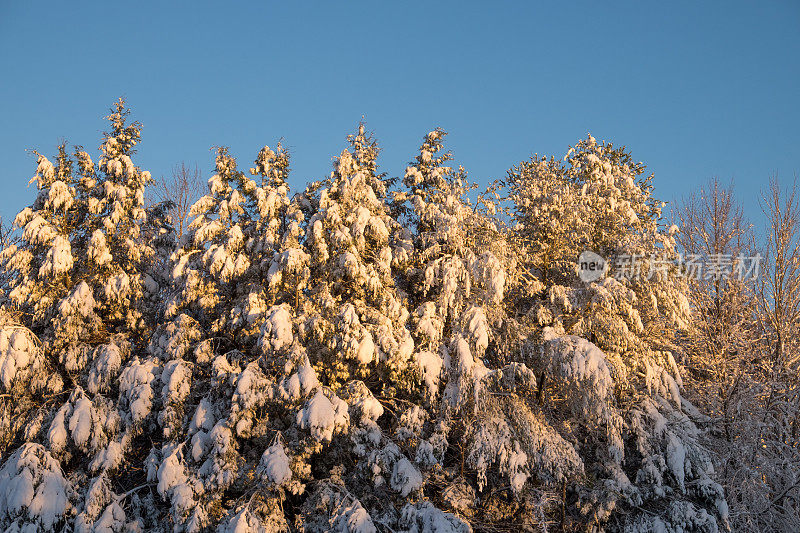 一排松树在日出时被新雪覆盖