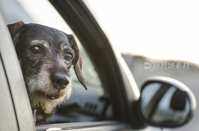 在一次公路旅行中，在汽车里向窗外看的腊肠犬