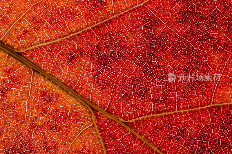 摘要:彩色秋叶的细胞和叶脉