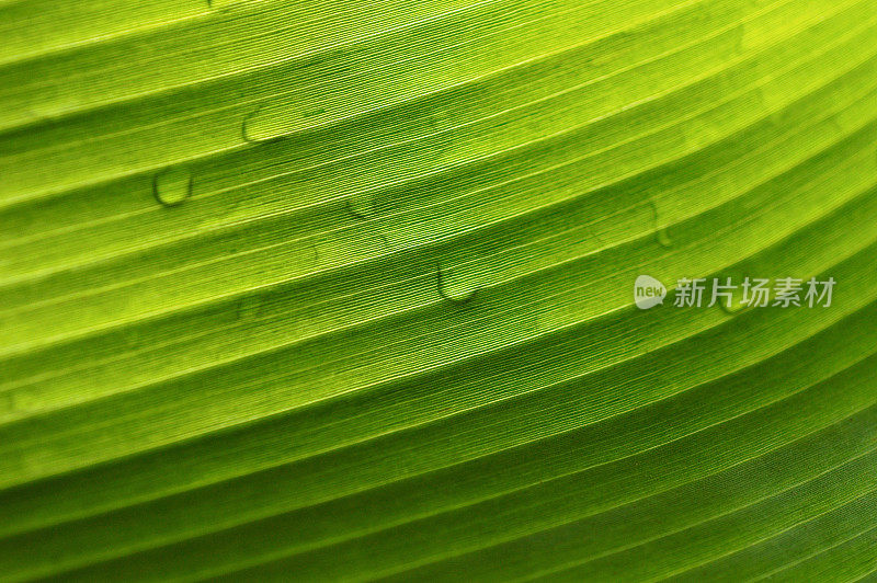 微距拍摄的大绿叶与雨滴