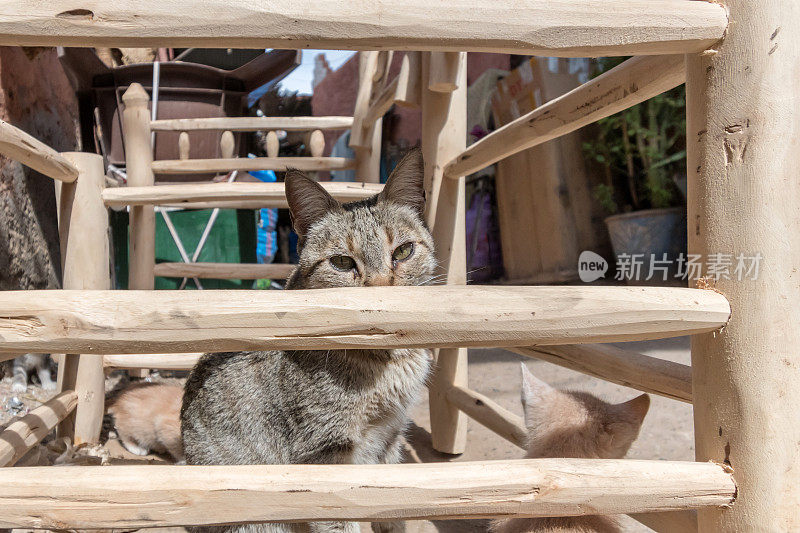 老马拉喀什的木椅下有一只小猫和一只小猫