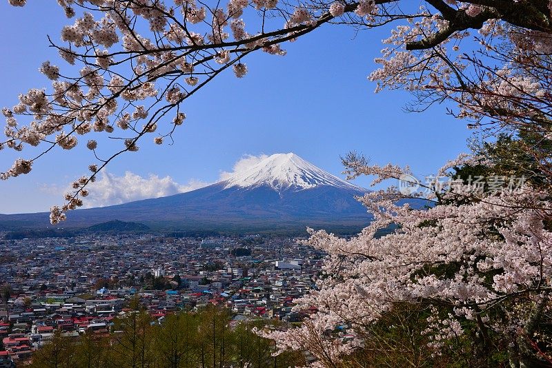 樱花盛开的富士山，取自富士吉田市