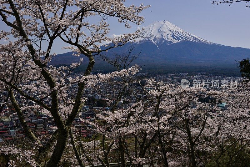 樱花盛开的富士山，取自富士吉田市