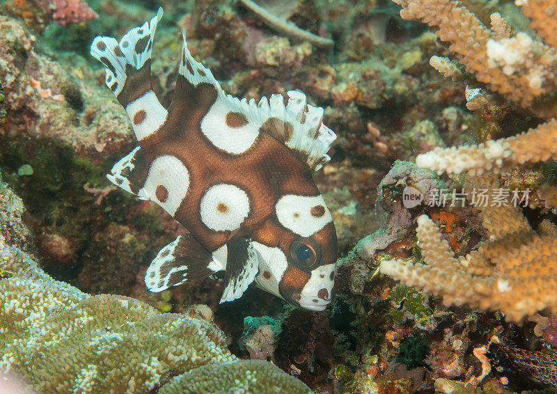 在巴厘岛的珊瑚上游泳的花衣刺蜥幼鱼