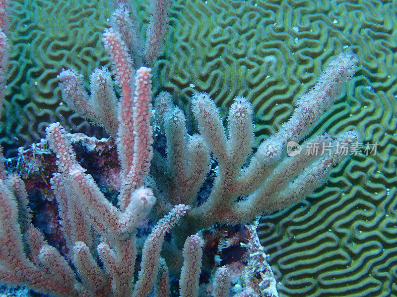 软珊瑚和硬珊瑚