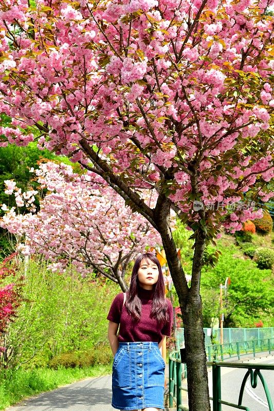 年轻的日本女人走在樱花下