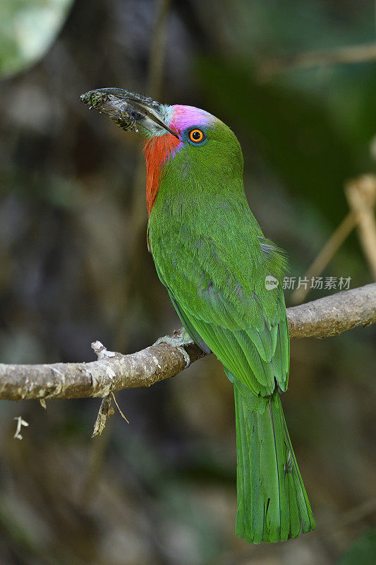 红胡子食蜂鸟(蜜蜂夜莺)的雄性，长有红胡子和粉红色前额吃昆虫的美丽的绿色鸟