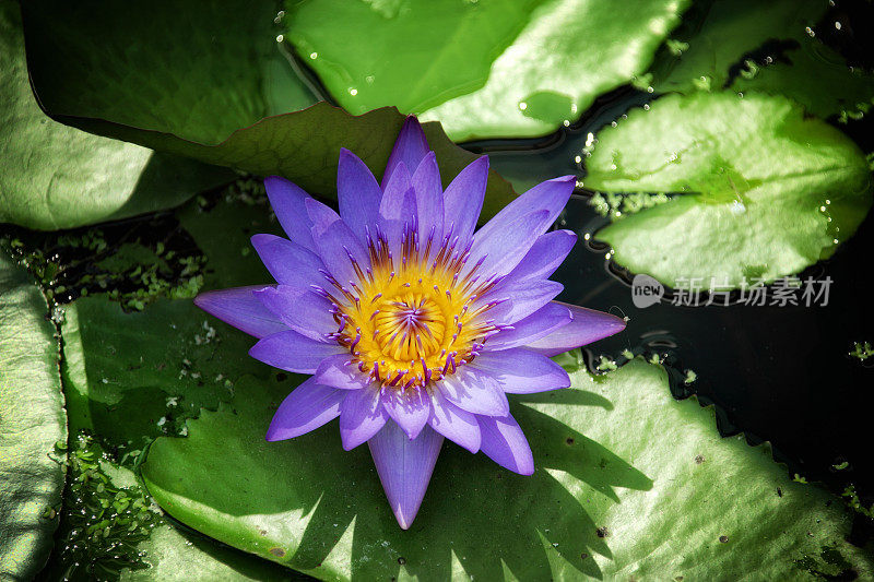 近看美丽明亮的睡莲花漂浮在水上