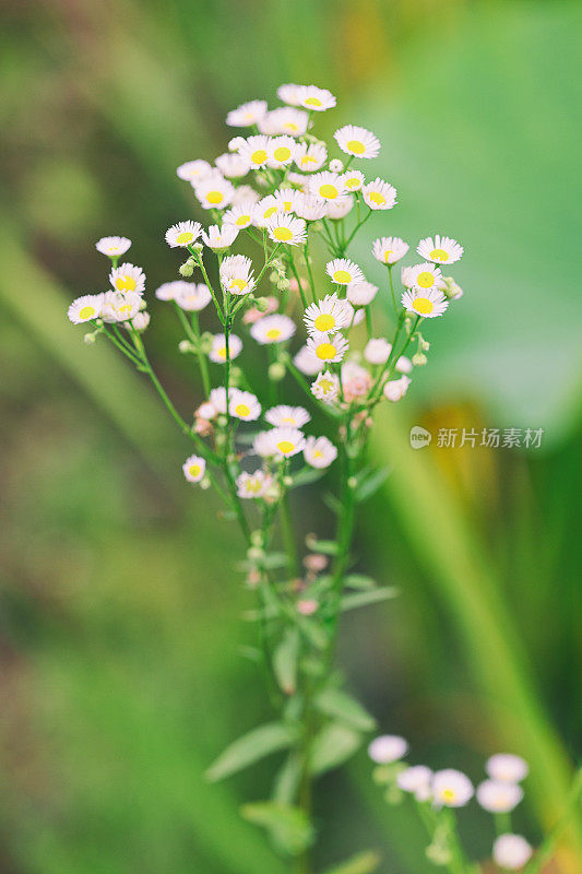 夏天的野花