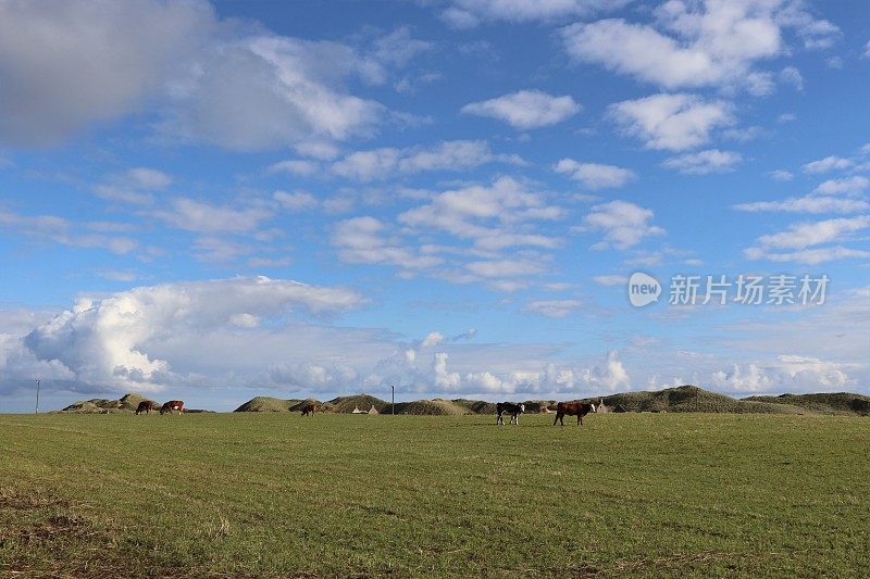 田间肉牛