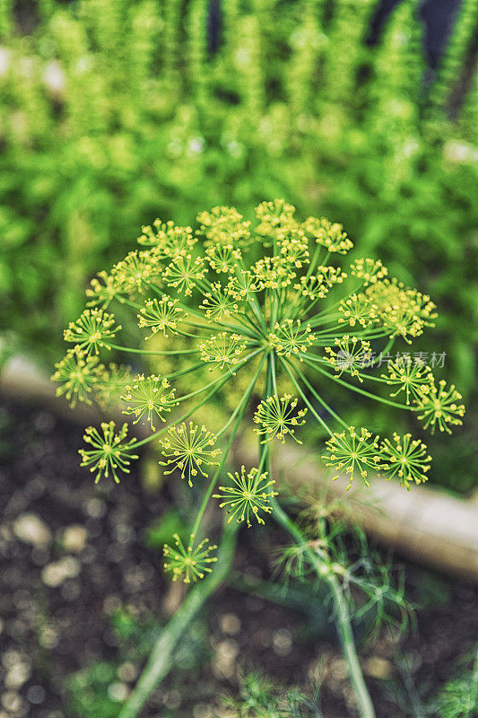 绿莳萝茴香花