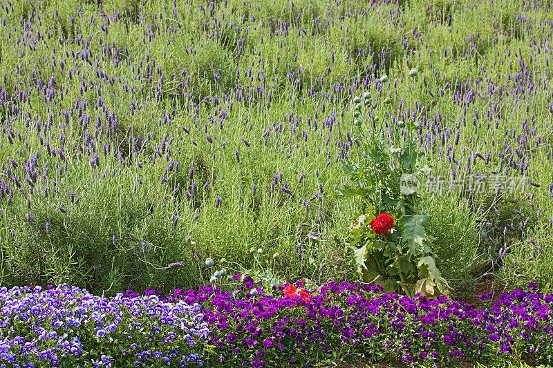 红花、三色堇、薰衣草田园自然格局——花坛休闲景观