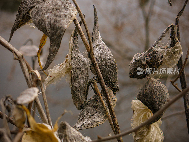 死乳草豆荚全框架自然植物