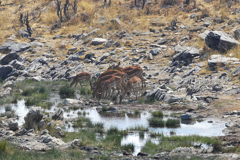 黑斑羚在水坑里放牧