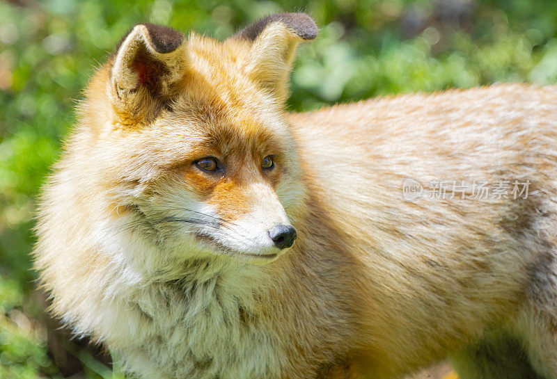草原上常见的狐狸-比利牛斯