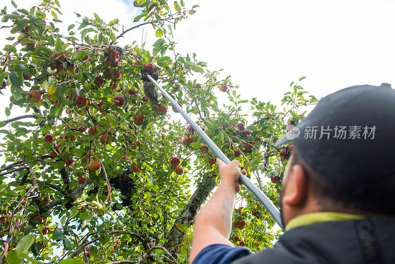 千禧一代西班牙裔男子在纽约北部采摘苹果