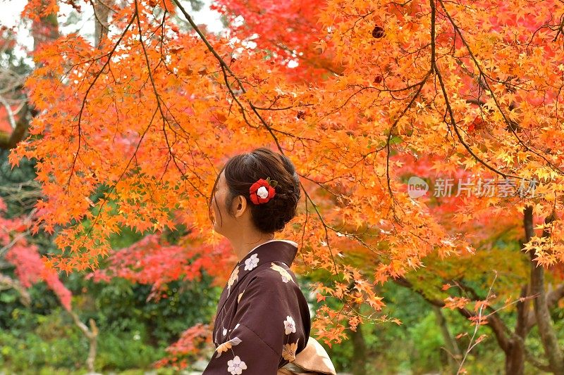 穿着和服的日本妇女站在京都明亮的秋叶下