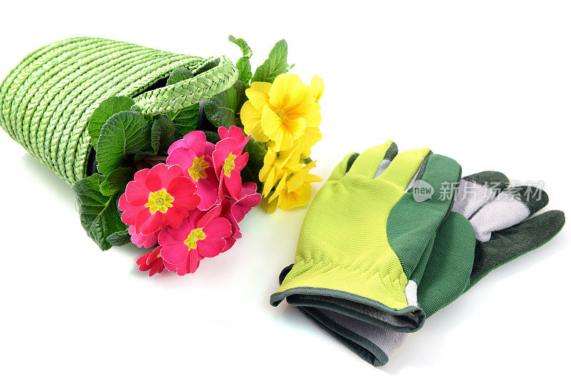 黄粉色的报春花和园艺手套放在篮子里。