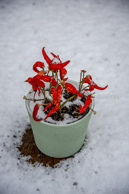 雪中的德累斯顿咖啡桌上种植着辣椒。