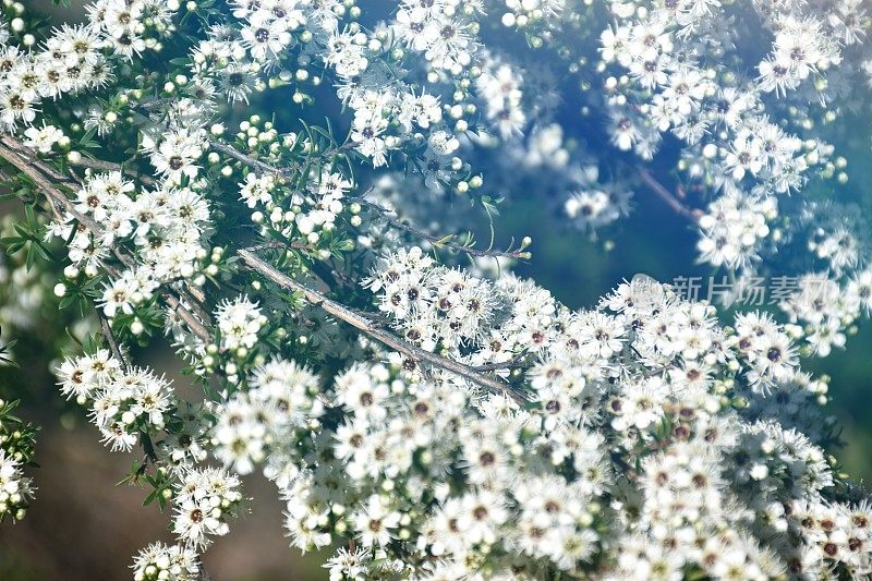 卡努卡（昆泽亚埃里诺德）茶树