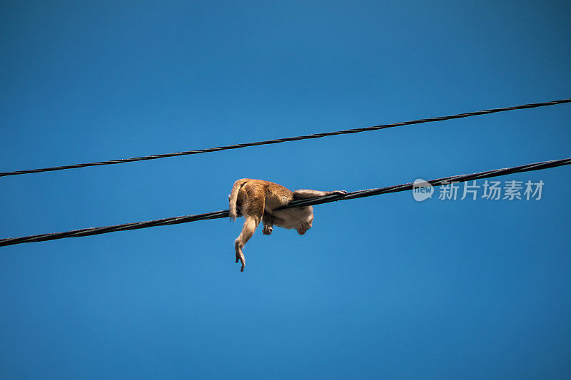 猴子站在加德满都铁丝上