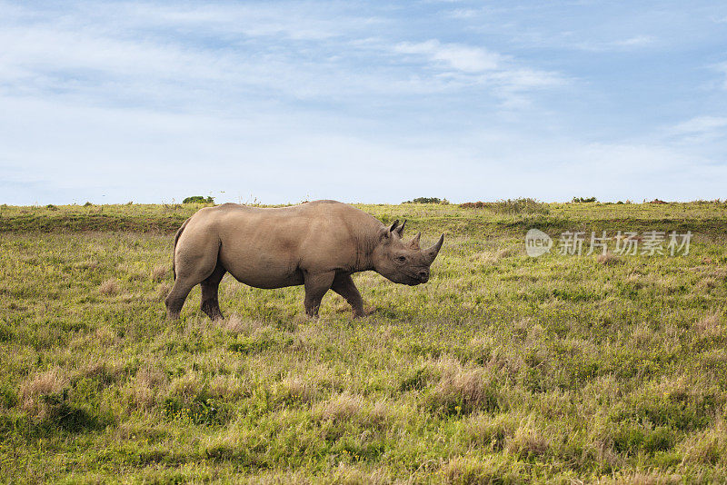 非洲野生的一种极度濒危的黑犀牛