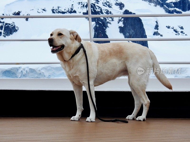 船上甲板上的拉布拉多寻回犬