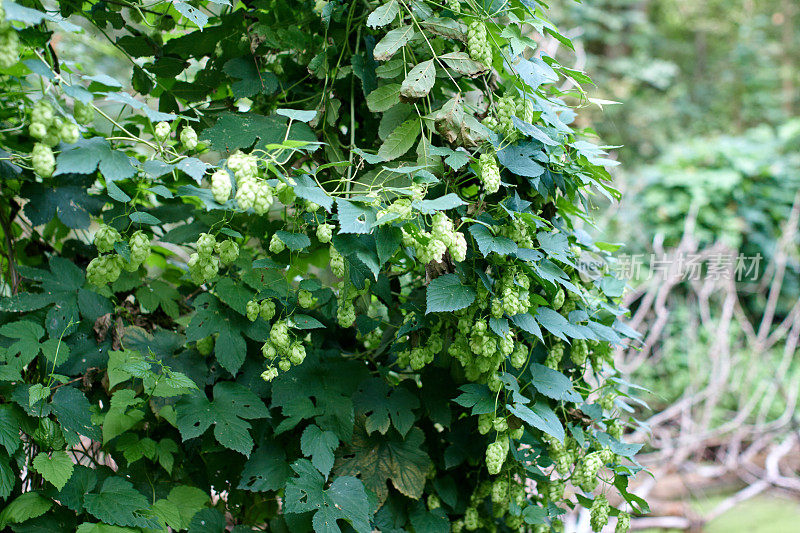 绿色的新鲜啤酒花圆锥制造啤酒和面包近