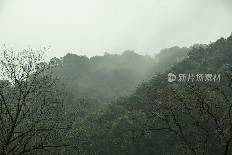 杭州附近的绿茶农场