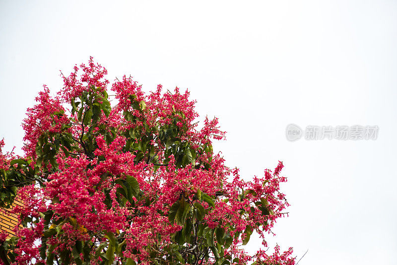 开花之树