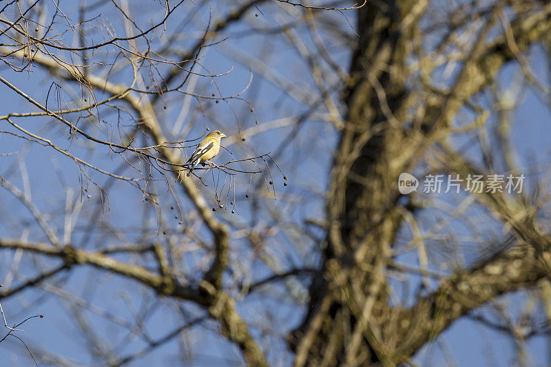 在马里兰州的一棵树上，罕见的雌晚鸟正在进食
