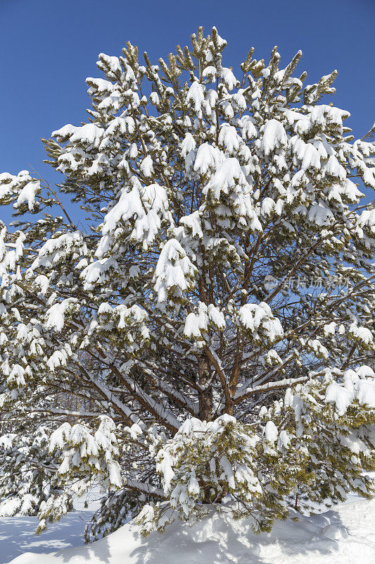 白雪覆盖的松树