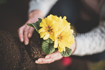 在后院种花的女人