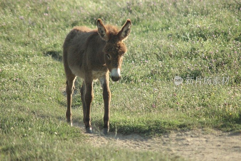 野生驴在自然保护区