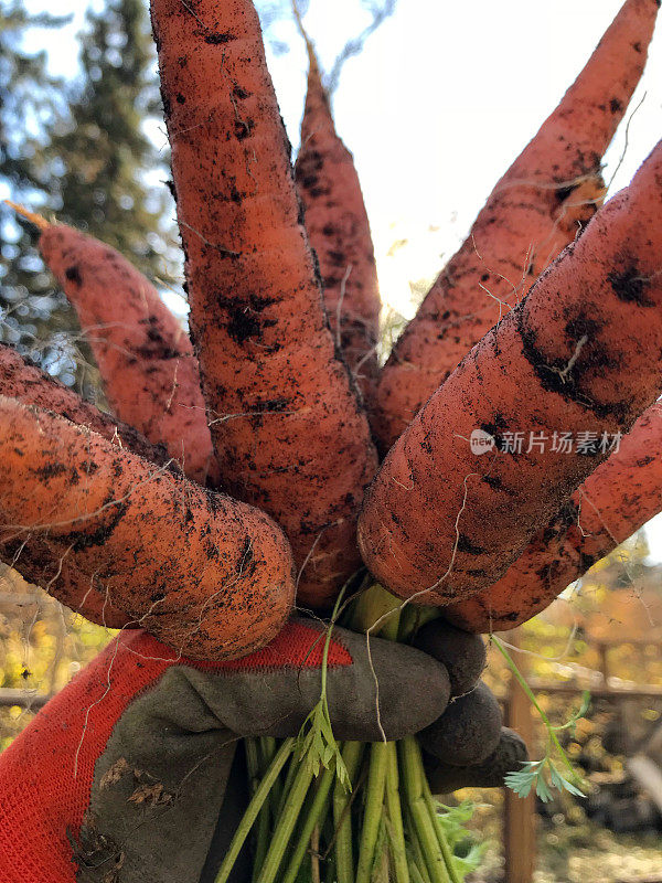 园丁在自家种植的新鲜橙子花园胡萝卜