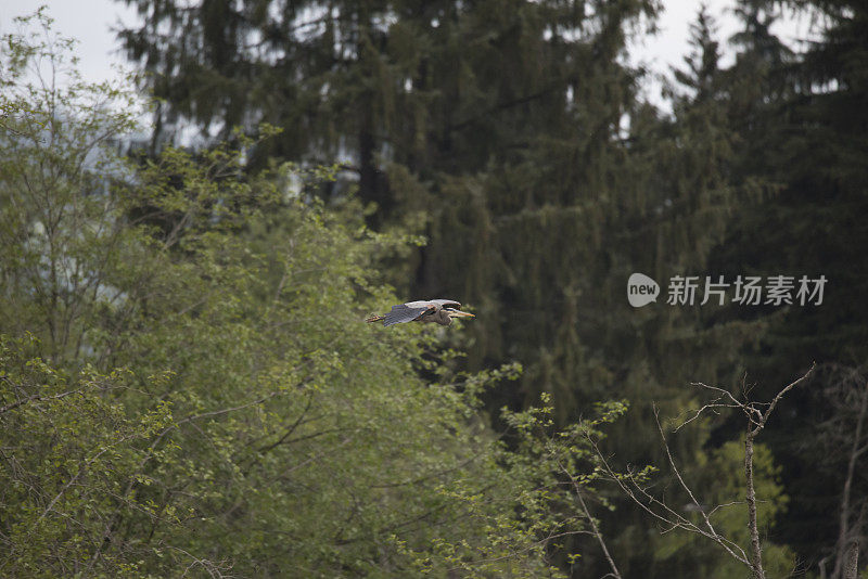 白鹭苍鹭野生动物飞鸟